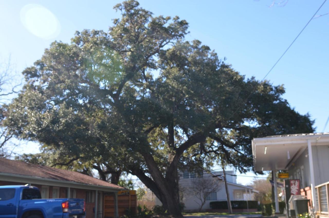 The Oak Motel La Grange Luaran gambar